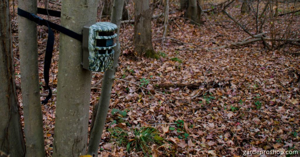 Best Trail Camera